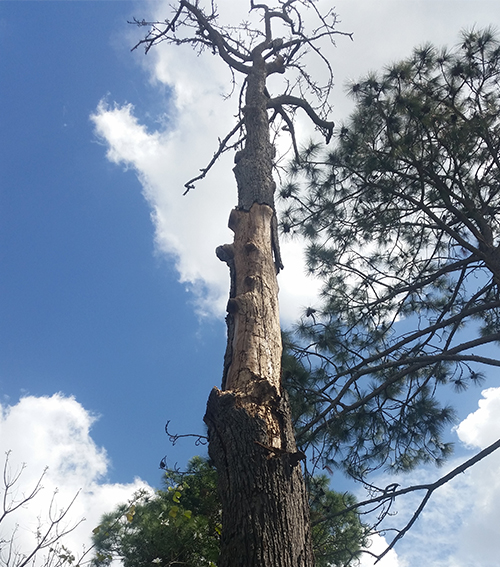 Tree Lopping Services