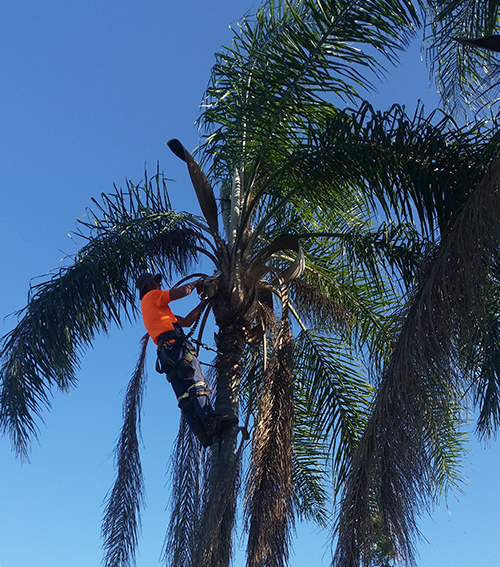 Tree Pruning Services